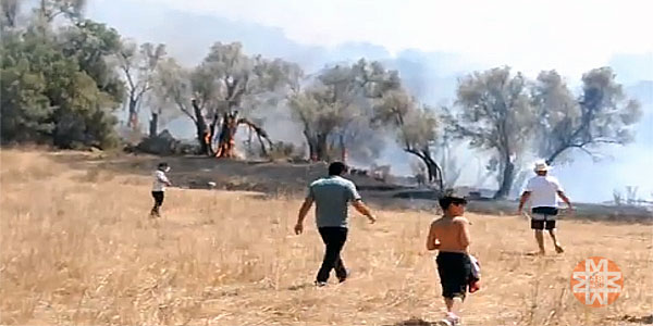 Bodrum; Zeytin ağaçları küle döndü 4