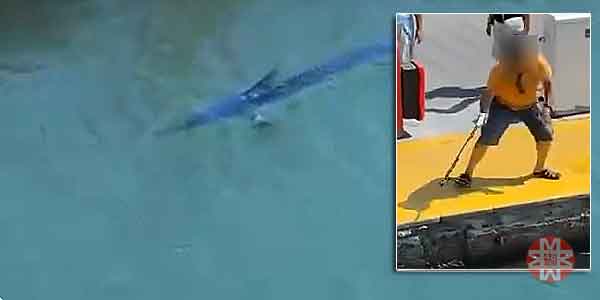 Mavi Yelken Balığı Bodrum'da öldürüldü - 48 Haber Ajansı