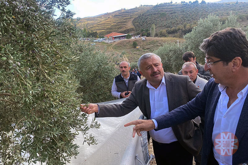 Kavaklıdere'de Zeytin Hasat Şenliği 2