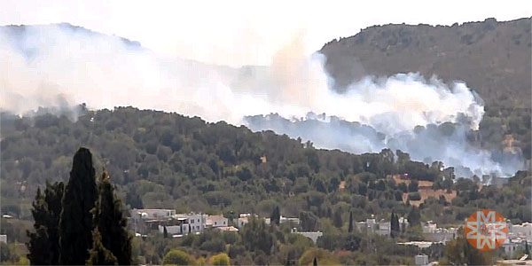 Bodrum; Zeytin ağaçları küle döndü 3